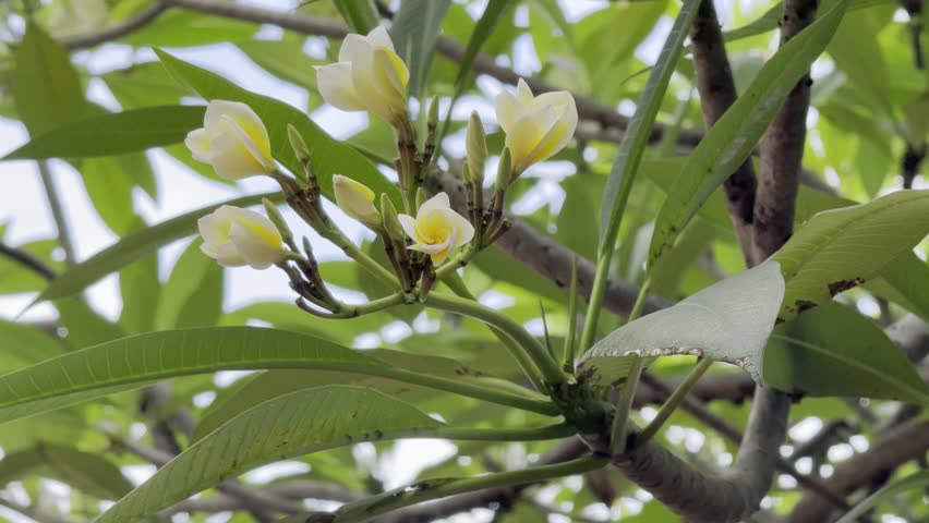 Jakarta, Indonesia - December 15,2025
The Beauty of Plumeria Flowers in the Morning