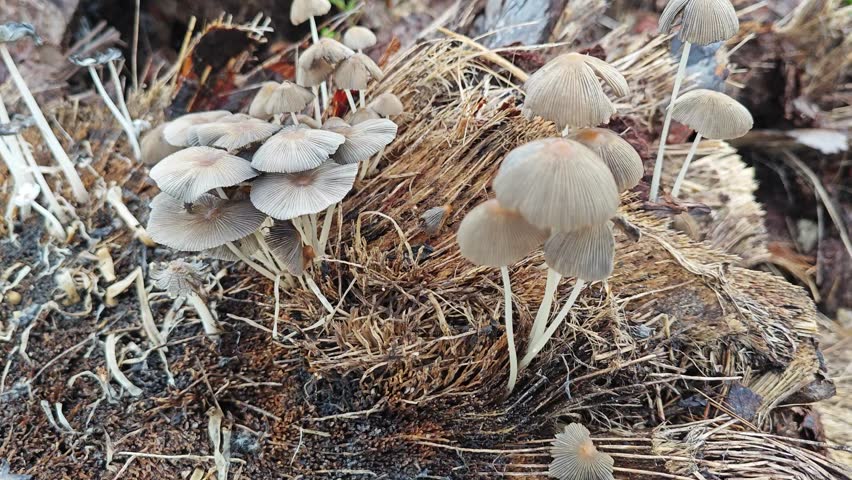 patches of the dog vomit slime mold, the decomposer of decaying wood.