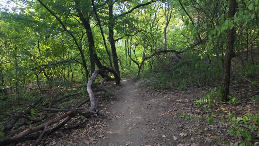 A forward-tracking shot of a serene forest trail near Sárospatak, Hungary, leading to the Tarn of Megyer-hegy, surrounded by lush greenery and sunlit trees on a sunny autumn day.