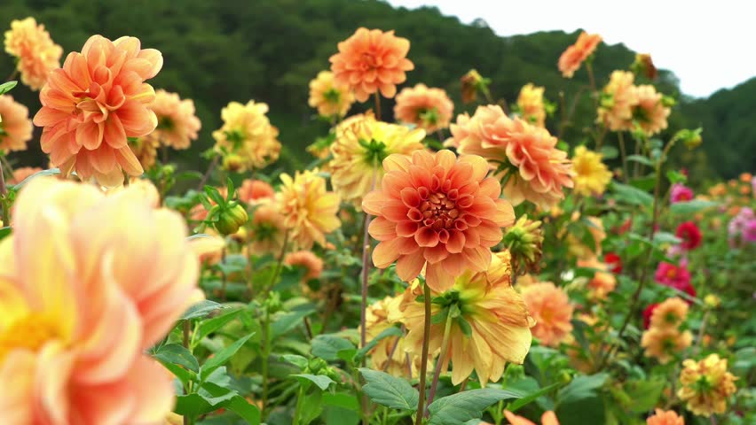 Orange Dahlia Flowers Blooming in Da Lat, Vietnam – Colorful Flower Garden