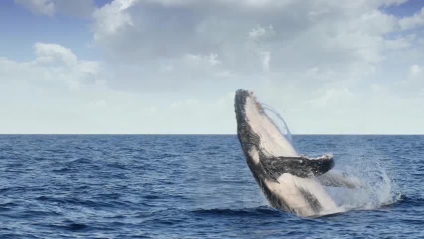 Humpback whale breaching in the ocean