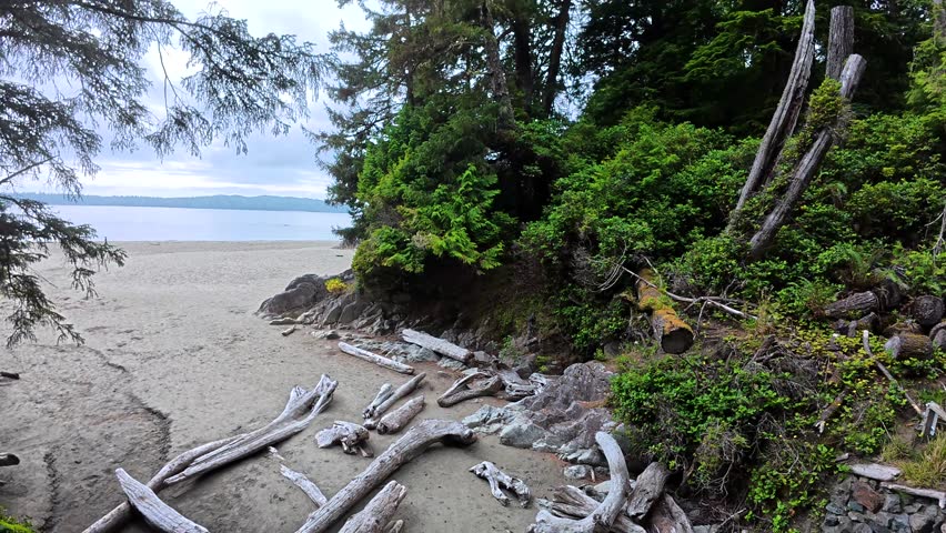 Wooden walkways winding through lush rainforest leading to pristine sandy beach, revealing serene coastal landscape of tofino on vancouver island, british columbia
