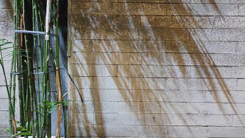 
Bamboo plants with shade in front of a brick wall