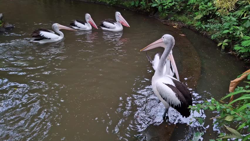 Flock of Australian Pelicans swimming in a pond. Group of large white water birds with long pink beaks floating in a green park lake