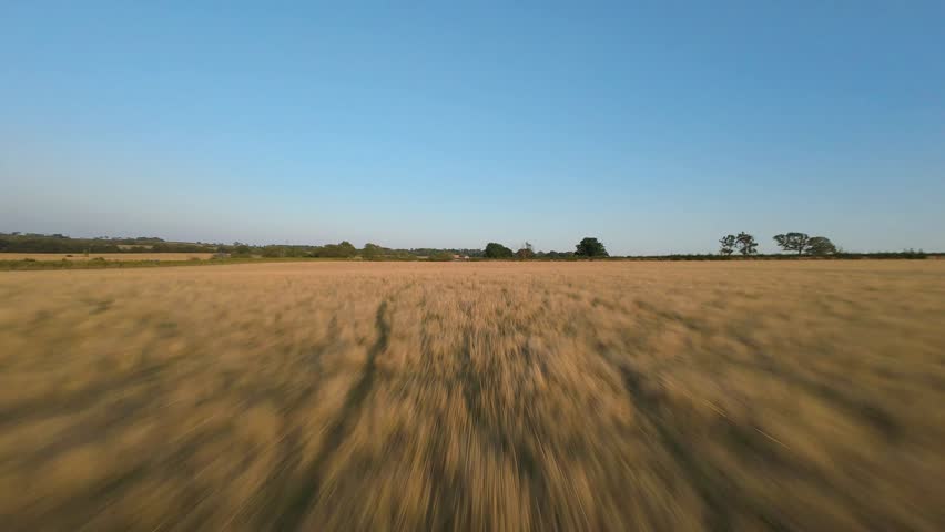 FPV drone footage capturing a low pass flight over green and yellow agricultural fields at sunset, following the tracks of cultivated farmland. The footage highlights farming patterns, crop textures, rural landscapes, and sunset lighting, creating a dynamic and immersive perspective.