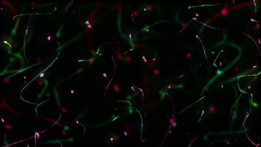 green and red christmas theme scribble pencil crayon lines stopmotion animation on black background,