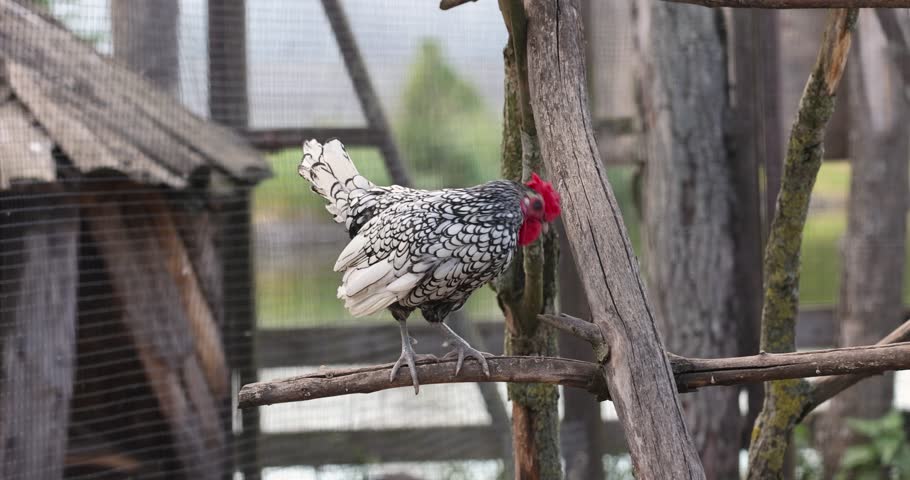 A lone rooster stands on a log in a metal cage, a beautiful single rooster with black and white plumage and a red beard and crest