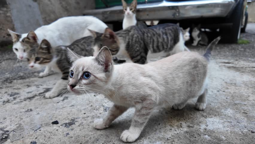 vulnerable and touching view of animal welfare and survival, showing feral cats seeking shelter in a forgotten city corner.