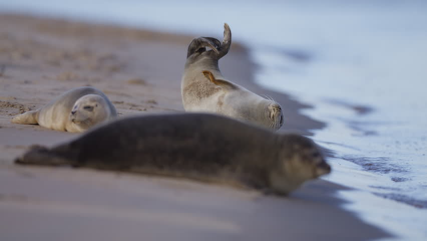 Harbour seals (Phoca vitulina) sunning themselves on edge of beach, telephoto