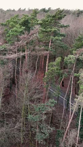 Vertical aerial drone footage moving gently from left to right through a dense pine forest. Through the gaps between the tall tree trunks, a black car can be seen driving on an asphalt road in the background. Cinematic parallax effect creating depth and revealing a glimpse of travel in a secluded woodland environment.