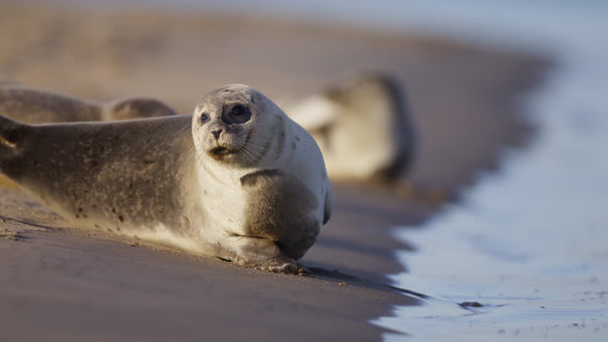 Sunning common seal propels itself awkwardly with bouncing moves up the beach