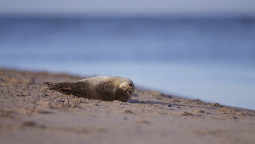 Cute harbour seal basking in sun on beach of Dutch coastline, low angle