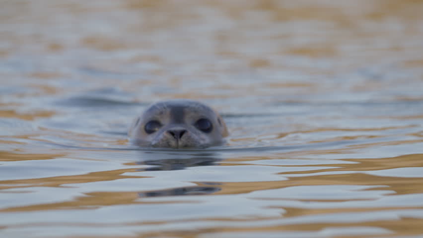 Swimming harbor seal with curious eyes and nostrils opening and closing, frontal