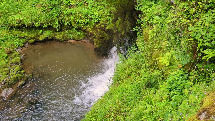 Vivid green forest small waterfall cascading into a rocky pool surrounded by lush vegetation, Wales, United Kingdom, UK