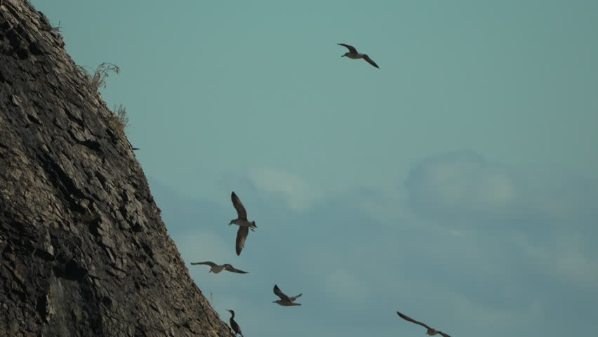 Seagulls, flying, cliff, birds soaring around rocky face under blue sky