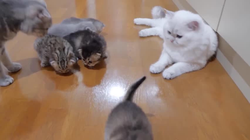 A heartwarming scene where a fluffy white mother cat cautiously approaches and sniffs her small, mixed-colored kittens gathered on a polished wooden floor, suggesting a first or early introduction mom