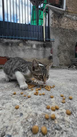 Vertical video low-angle, medium shot capturing act of solidarity, providing nourishment to small family of feral kittens in a harsh urban setting