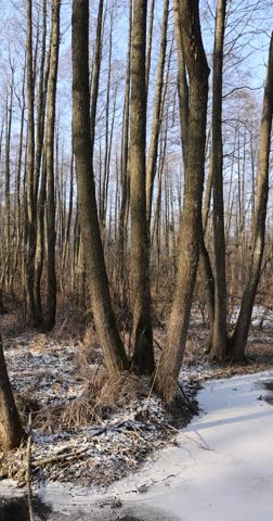 a swamp covered with snow and ice in winter, a large number of trees growing in winter, blue sky and sunny weather at sunset