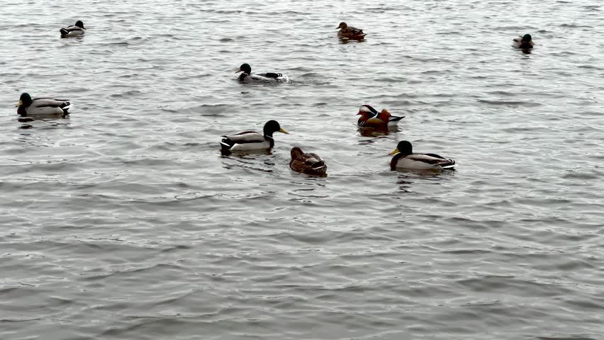 The Ugly duckling among ordinary ducks