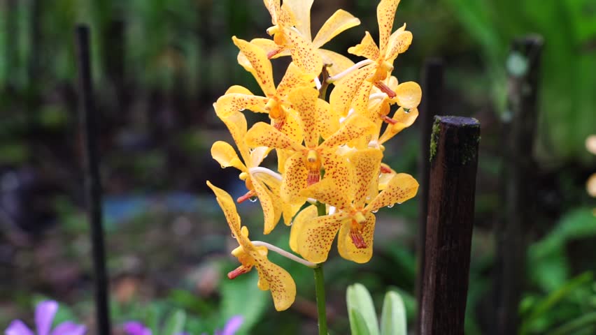 The orchid plant is blooming with beautiful, fresh brown orchid flowers in the park.