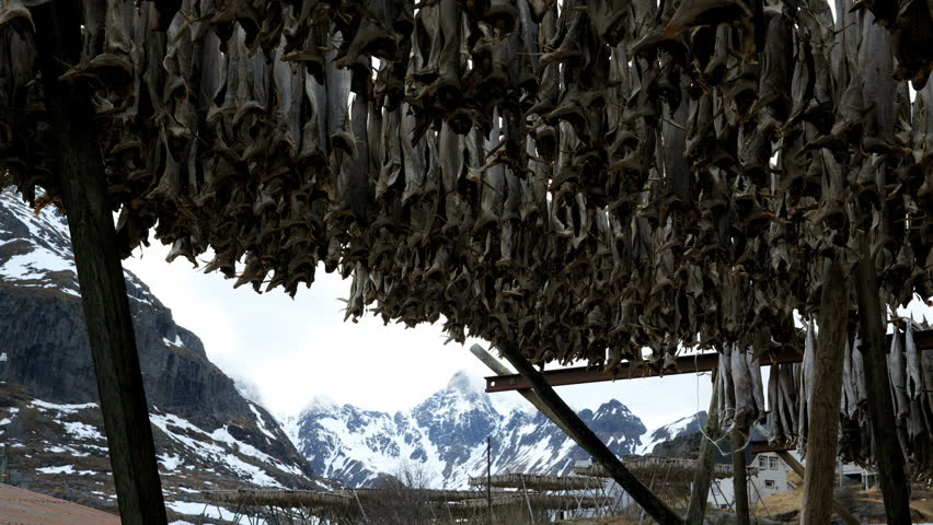 Stockfish on drying flake in Lofoten Norway