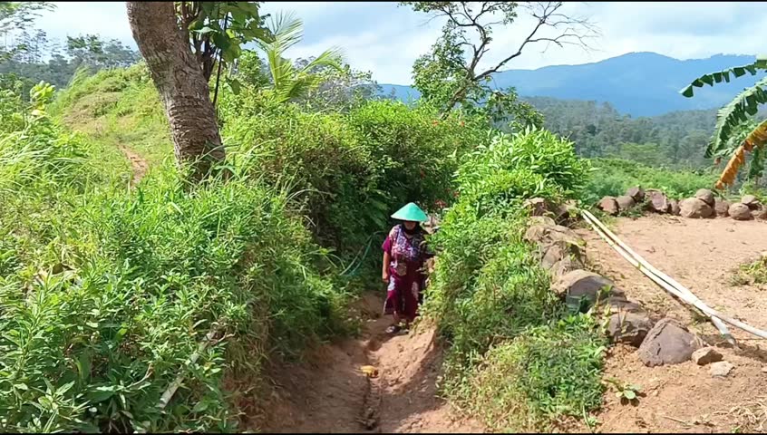 Indonesian farmer woman wearing a caping (conical hat) walking along a rural dirt path. Focus on local life, agriculture, and lush green landscape in Southeast Asia.