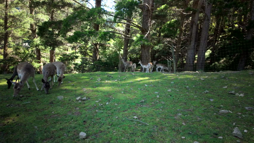 Deer Herd On Forest Meadow
