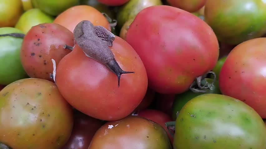 a brown naked slug crawls on top of a pile of tomatoes
