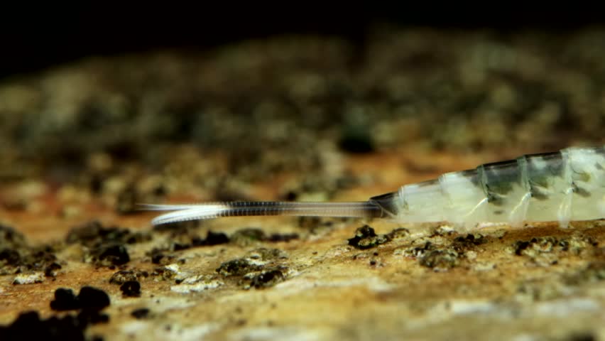 Mayfly nymph (Baetis sp.) clinging to a rock in a trout stream, underwater side-view slow pan along body, ultra macro close-up.