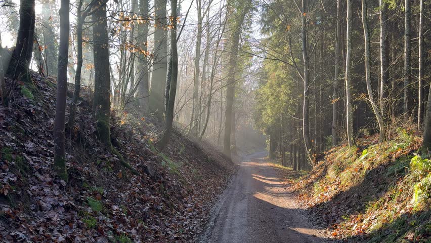 hiking through path through sunny woods