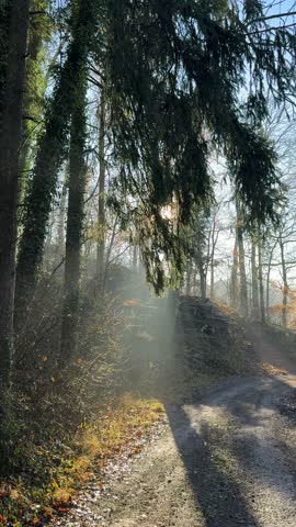 hiking through path through sunny woods