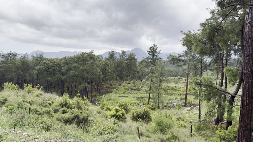 Mountain landscape covered with pine trees under a cloudy sky, showcasing the freshness of nature, green forest vegetation, and the calm atmosphere before the rain