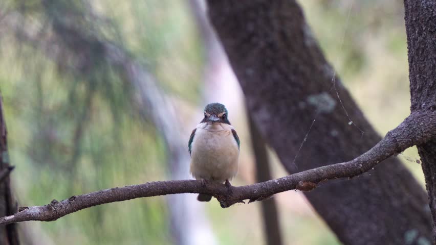Close up shot of a kingfisher perched on tree branch in its natural habitat, waiting patiently for prey.