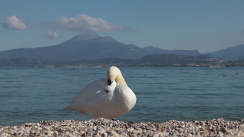 White swan preening its feathers on the shore of Lake Garda, Italy, on a sunny day. Peaceful natural scene with calm water, soft sunlight, and a serene atmosphere