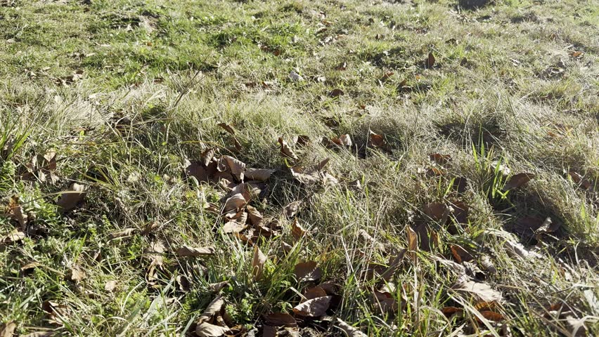 single cowpat on alpine meadow