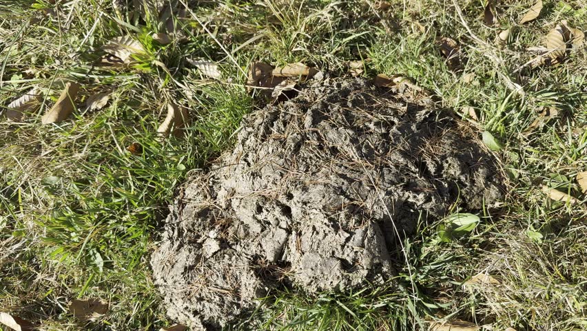 single cowpat on alpine meadow