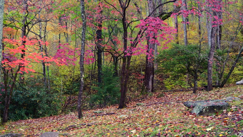 A location within the Great Smoky Mountains shows colorful autumn leaves falling to the ground as the wind blows