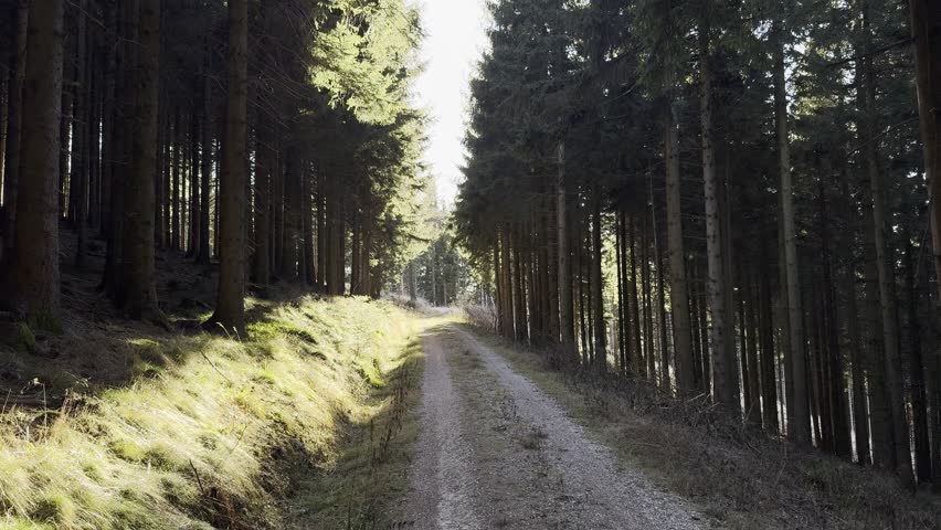 hiking through path through sunny woods