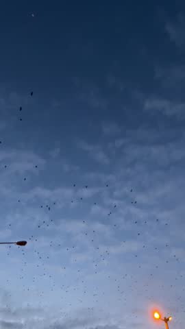 A flock of birds flying in the blue sky in the evening