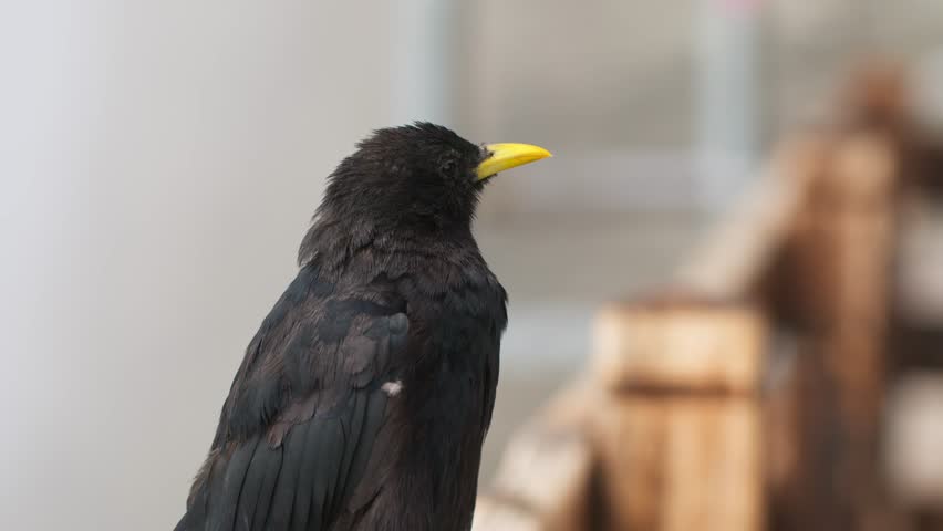 Close-up of a curious Yellow-billed Chough (Alpine Chough) bird with misty alpine background in Italy, Aosta Valley, Valle d’Aosta, showing wildlife