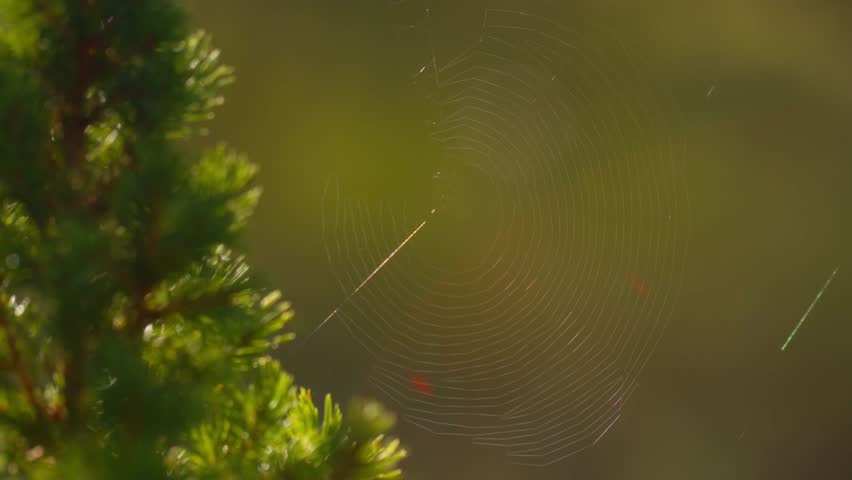 Macro shot of a spider web hanging between trees in Italy, Aosta Valley, Valle d’Aosta, showing delicate natural details