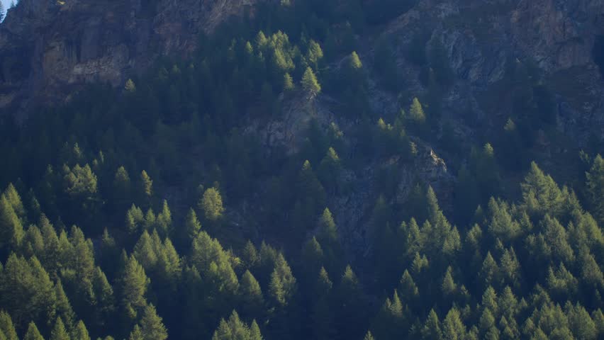Static shot of pine trees on a mountain with silhouette in misty mood in Italy, Aosta Valley, Valle d’Aosta, creating a mystical alpine atmosphere
