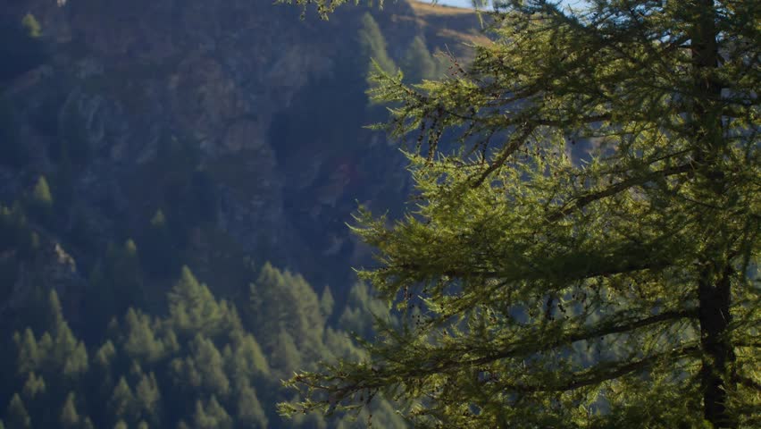 Static shot of a pine tree branch with a mountain out of focus in Italy, Aosta Valley, Valle d’Aosta, creating a soft alpine background