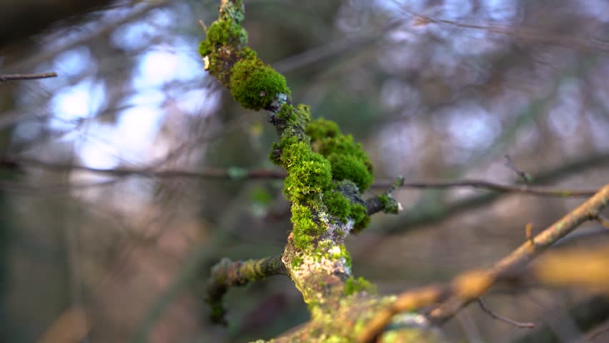 Macro close up static shot of green moss growing on tree branch in autumn forest with shallow depth of field