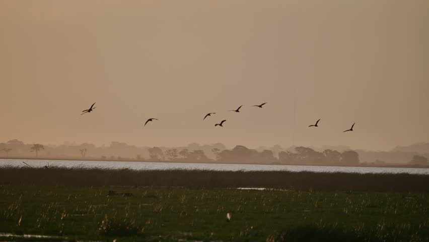 Shallow channels of water cut through reeds and pastureland in soft golden-hour light. The tranquil rural landscape highlights traditional farming life near a marsh.