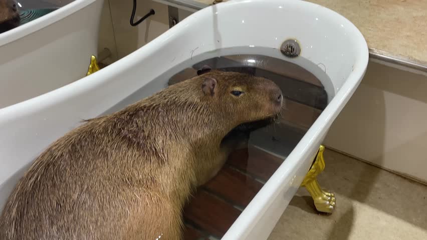 Capybara relaxing in the bathtub