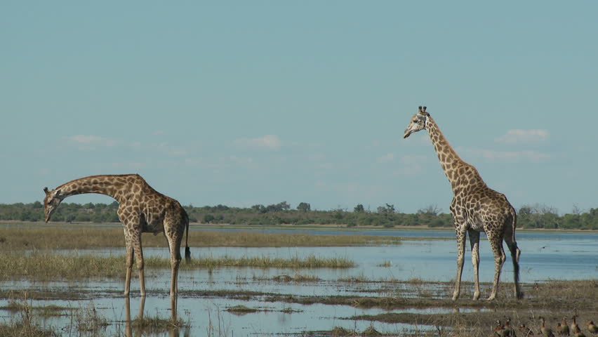 Two giraffes stand tall on the banks of the Chobe River as a flock of birds take