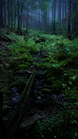 A slow vertical tilt shot rises from mossy forest floor through foggy trunks to towering treetops in the mystical Pahernikovi gozdovi.