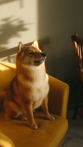 Cute shiba inu dog sitting on a yellow armchair in the sun, giving its paw to its owner and receiving a treat as a reward for its obedience in a cozy living room atmosphere. Vertical