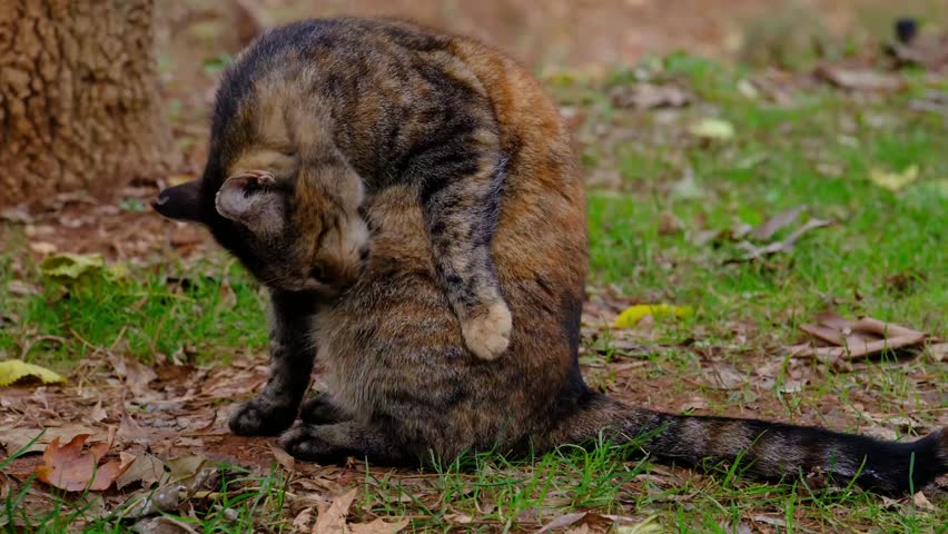 A cat licking itself, a cat cleaning itself
